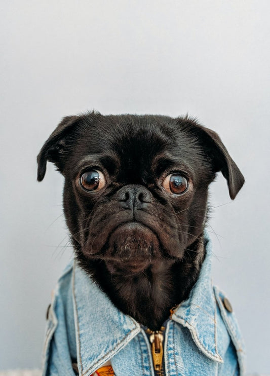 Transform Your Home with These Home Fragrance Tips for Pet Owners - Sugar Orchid Luxury Essentials
