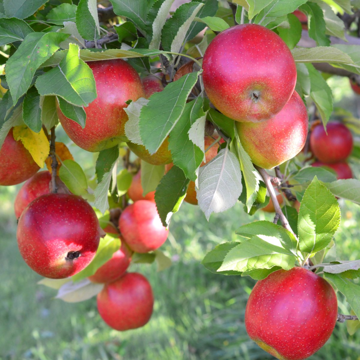 Applewood Bar Soap Sugar Orchid Luxury Essentials